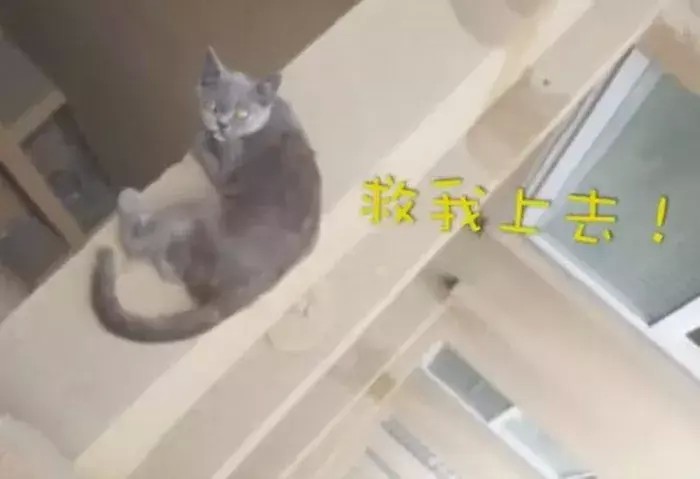 蓝猫被困12楼横梁上消防员猫语沟通解救猫咪：人类真可怕！