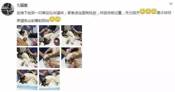 养猫为什么要封窗原因有2个别等猫咪出事才知道