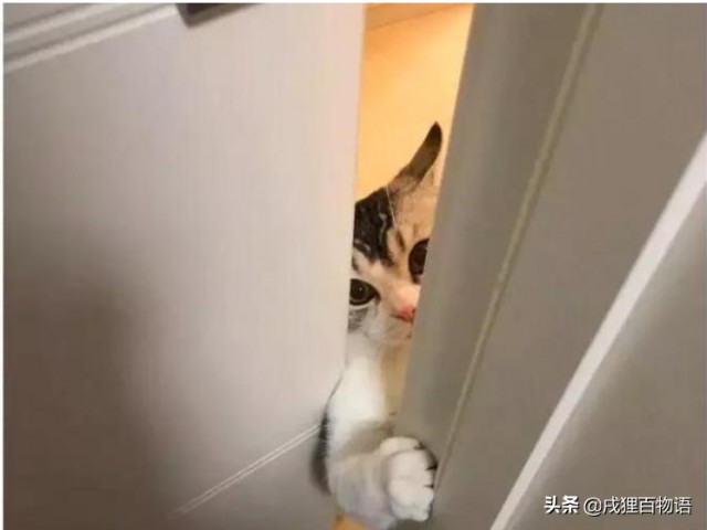 每一个铲屎官都有盯着你厕所的猫主子难道猫咪也好色