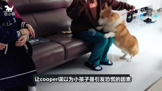 柯基爱咬小孩子被关在厨房训犬师：是婆婆引发的攻击