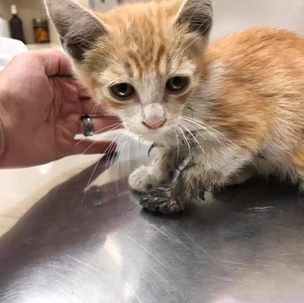 当流浪猫遇上家猫会产生什么火花这场面好有爱！