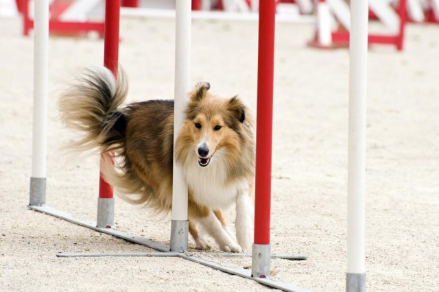 喜乐蒂犬的日常护理方法