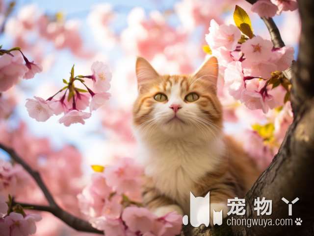 白花猫品种？